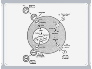 virus-structure and  Its multiplication.pptx