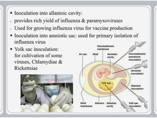 virus-structure and  Its multiplication.pptx