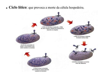 .   Ciclo lítico :  que provoca a morte da célula hospedeira.   