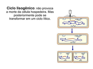 Ciclo lisogênico : não provoca a morte da célula hospedeira. Mas posteriormente pode se transformar em um ciclo lítico. 