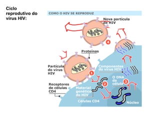 Ciclo reprodutivo do vírus HIV: 