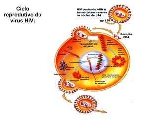 Ciclo reprodutivo do vírus HIV: 