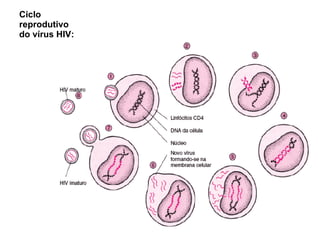 Ciclo reprodutivo do vírus HIV: 