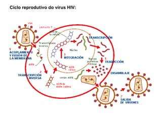 Ciclo reprodutivo do vírus HIV: 
