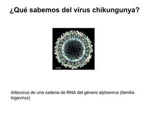 ¿Qué sabemos del virus chikungunya? 
Arbovirus de una cadena de RNA del género alphavirus (familia 
togavirus) 
 