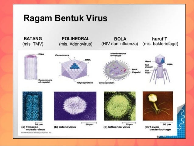 Virus (ciri, struktur dan klasifikasinya)