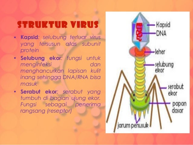 Virus Ciri Struktur Dan Klasifikasinya