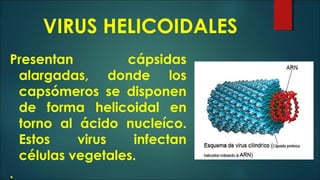 VIRUS, VIROIDES, BACTERIAS Y HONGOS. Lic Javier Cucaita