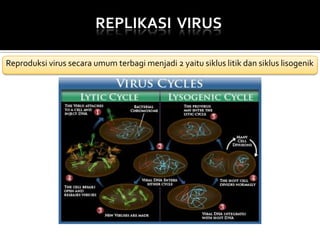 REPLIKASI VIRUS
Reproduksi virus secara umum terbagi menjadi 2 yaitu siklus litik dan siklus lisogenik

 