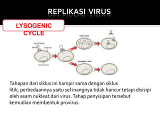 REPLIKASI VIRUS
LYSOGENIC
CYCLE

Tahapan dari siklus ini hampir sama dengan siklus
litik, perbedaannya yaitu sel inangnya tidak hancur tetapi disisipi
oleh asam nukleat dari virus. Tahap penyisipan tersebut
kemudian membentuk provirus.

 