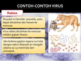 CONTOH-CONTOH VIRUS
Rabies
Penyakit ini bersifat zoonotik, yaitu
dapat ditularkan dari hewan ke
manusia.
Virus rabies ditularkan ke manusia
melalui gigitan hewan.

Jika terkena gigitan segera cuci luka
dengan sabun dibawah air mengalir
selama 10-15 menit lalu beri
antiseptik.

 