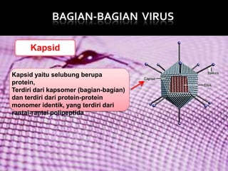 BAGIAN-BAGIAN VIRUS
Kapsid
Kapsid yaitu selubung berupa
protein,
Terdiri dari kapsomer (bagian-bagian)
dan terdiri dari protein-protein
monomer identik, yang terdiri dari
rantai-rantai polipeptida

 