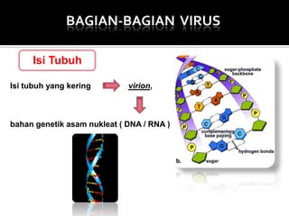 BAGIAN-BAGIAN VIRUS
Isi Tubuh
Isi tubuh yang kering

virion,

bahan genetik asam nukleat ( DNA / RNA )

 