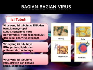 BAGIAN-BAGIAN VIRUS
Isi Tubuh
Virus yang isi tubuhnya RNA dan
bentuk menyerupai
kubus, contohnya virus
polyomyelitis, virus radang mulut
dan kuku, dan virus influenza
Virus yang isi tubuhnya
RNA, protein, lipida dan
polisakarida, contohnya
paramixovirus
Virus yang isi tubuhnya
RNA, protein dan banyak
lipida, contohnya virus cacar

 
