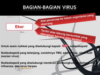 BAGIAN-BAGIAN VIRUS

Ekor

Untuk asam nukleat yang diselubungi kapsid

nukleokapsid

Nukleokapsid yang telanjang, contohnya TMV, adenovirus, virus kutil
(warzer virus)
Nukleokapsid yang diselubungi membran pembungkus, contohnya virus
influenza, dan virus herpes

 
