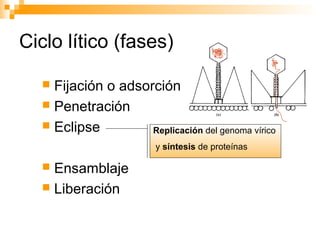 Ciclo lítico (fases)
Fijación o adsorción
 Penetración
 Eclipse
Replicación del genoma vírico


y síntesis de proteínas

Ensamblaje
 Liberación


 