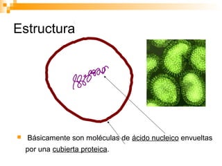 Estructura



Básicamente son moléculas de ácido nucleico envueltas
por una cubierta proteica.

 
