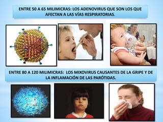 ENTRE 50 A 65 MILIMICRAS: LOS ADENOVIRUS QUE SON LOS QUE
AFECTAN A LAS VÍAS RESPIRATORIAS.
ENTRE 80 A 120 MILIMICRAS: LOS MIXOVIRUS CAUSANTES DE LA GRIPE Y DE
LA INFLAMACIÓN DE LAS PARÓTIDAS.
 