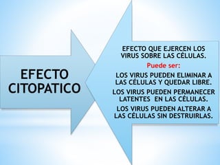 EFECTO
CITOPATICO
EFECTO QUE EJERCEN LOS
VIRUS SOBRE LAS CÉLULAS.
Puede ser:
LOS VIRUS PUEDEN ELIMINAR A
LAS CÉLULAS Y QUEDAR LIBRE.
LOS VIRUS PUEDEN PERMANECER
LATENTES EN LAS CÉLULAS.
LOS VIRUS PUEDEN ALTERAR A
LAS CÉLULAS SIN DESTRUIRLAS.
 