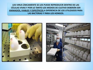 LOS VIRUS ÚNICAMENTE SE LOS PUEDE REPRODUCIR DENTRO DE LAS
CÉLULAS VIVAS Y POR LO TANTO LOS MEDIOS DE CULTIVO DEBERÁN SER
ANIMADOS, VIABLES Y ESPECÍFICOS A DIFERENCIA DE LOS UTILIZADOS PARA
LAS BACTERIAS Y PARA LOS HONGOS.
 