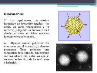     Un virus está compuesto de una molécula de ácido nucleico y una cápside.  