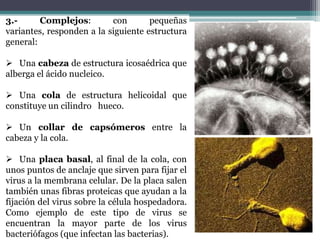 Ésta es la estructura básica, aunque algunos de ellos pueden añadir,  la presencia de alguna enzima, bien junto al ácido nucleico, como la transcriptasa inversa de los retrovirus, bien en la envoltura, para facilitar la apertura de una brecha en la membrana de la célula hospedadora. 