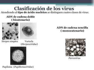    La envoltura proteínica o cápside, está formada por unas subunidades idénticas denominadas capsómeros. 
