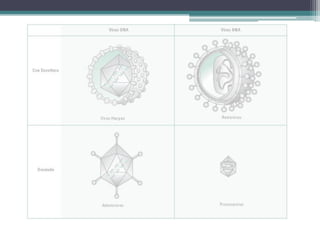 Se ensamblan entre sí dando a la cubierta una forma geométrica. De acuerdo a la forma de la cápsida, se pueden distinguir los siguientes tipos de virus:1.Cilíndricos o helicoidales:  los capsómeros, que son de un solo tipo, se ajustan entorno a  una hélice simple de ácido nucleico. 