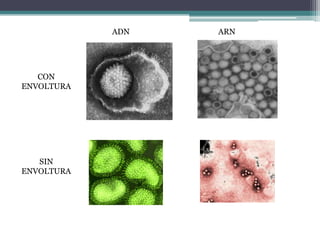 Un ejemplo lo constituye el virus del mosaico del tabaco.2.Icosaédricos     Los capsómeros,  se ajustan formando un icosaedro regular,  (es decir, 20 caras triangulares y 12 vértices), y dejando un hueco centra, l donde se sitúa el ácido nucleico fuertemente apelotonado. 