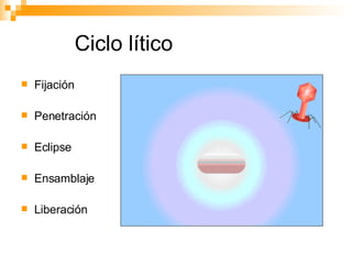 Ciclo lítico Fijación  Penetración Eclipse Ensamblaje Liberación 