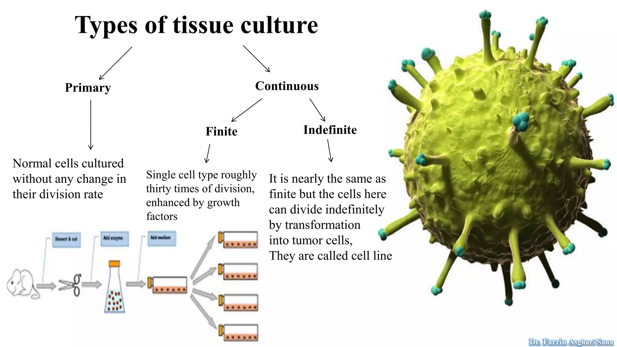 Types of tissue culture
Primary Continuous
Finite Indefinite
Normal cells cultured
without any change in
their division rate
Single cell type roughly
thirty times of division,
enhanced by growth
factors
It is nearly the same as
finite but the cells here
can divide indefinitely
by transformation
into tumor cells,
They are called cell line
Dr. Farzin Asghari Sana
 