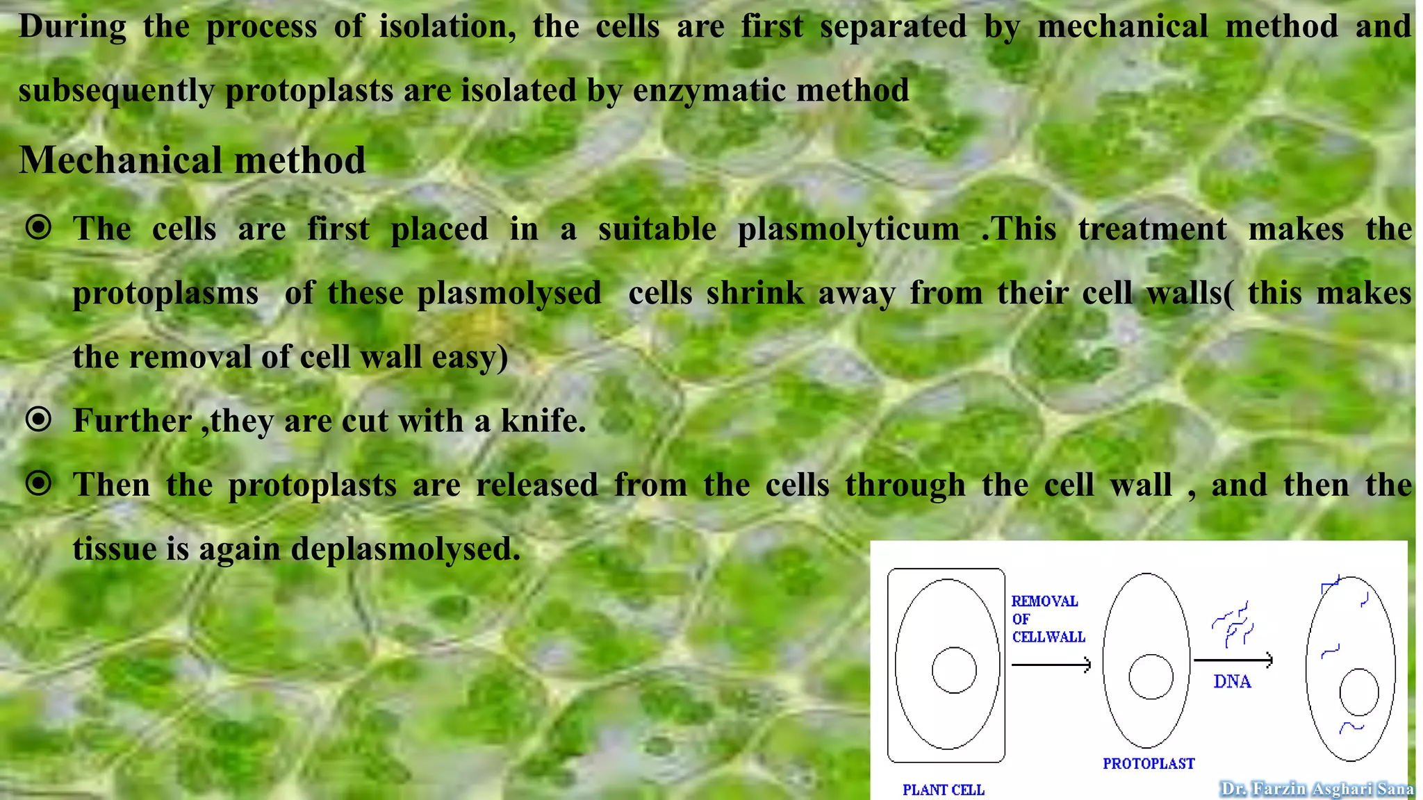 During the process of isolation, the cells are first separated by mechanical method and
subsequently protoplasts are isolated by enzymatic method
Mechanical method
 The cells are first placed in a suitable plasmolyticum .This treatment makes the
protoplasms of these plasmolysed cells shrink away from their cell walls( this makes
the removal of cell wall easy)
 Further ,they are cut with a knife.
 Then the protoplasts are released from the cells through the cell wall , and then the
tissue is again deplasmolysed.
Dr. Farzin Asghari Sana
 