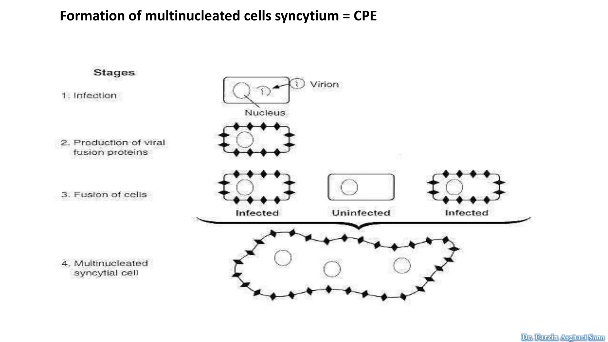 Formation of multinucleated cells syncytium = CPE
Dr. Farzin Asghari Sana
 