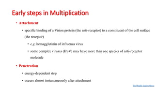 Early steps in Multiplication
• Attachment
• specific binding of a Virion protein (the anti-receptor) to a constituent of the cell surface
(the receptor)
• e.g. hemagglutinin of influenza virus
• some complex viruses (HSV) may have more than one species of anti-receptor
molecule
• Penetration
• energy-dependent step
• occurs almost instantaneously after attachment
Dr. Farzin Asghari Sana
 