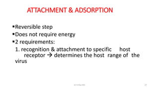 ATTACHMENT & ADSORPTION
Reversible step
Does not require energy
2 requirements:
1. recognition & attachment to specific host
receptor  determines the host range of the
virus
Dr.T.V.Rao MD 21
 
