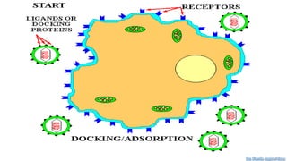 Dr. Farzin Asghari Sana
 