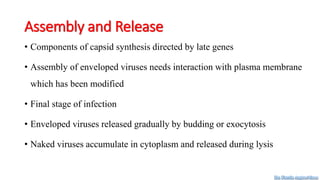 Assembly and Release
• Components of capsid synthesis directed by late genes
• Assembly of enveloped viruses needs interaction with plasma membrane
which has been modified
• Final stage of infection
• Enveloped viruses released gradually by budding or exocytosis
• Naked viruses accumulate in cytoplasm and released during lysis
Dr. Farzin Asghari Sana
 