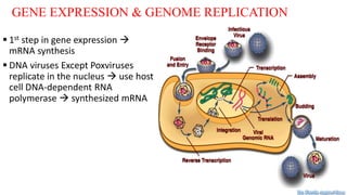 GENE EXPRESSION & GENOME REPLICATION
 1st step in gene expression 
mRNA synthesis
 DNA viruses Except Poxviruses
replicate in the nucleus  use host
cell DNA-dependent RNA
polymerase  synthesized mRNA
Dr. Farzin Asghari Sana
 