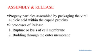 ASSEMBLY & RELEASE
Progeny particles assembled by packaging the viral
nucleic acid within the capsid proteins
2 processes of Release:
1. Rupture or lysis of cell membrane
2. Budding through the outer membrane
Dr. Farzin Asghari Sana
 