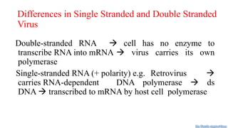 Differences in Single Stranded and Double Stranded
Virus
Double-stranded RNA  cell has no enzyme to
transcribe RNA into mRNA  virus carries its own
polymerase
Single-stranded RNA (+ polarity) e.g. Retrovirus 
carries RNA-dependent DNA polymerase  ds
DNA  transcribed to mRNA by host cell polymerase
Dr. Farzin Asghari Sana
 