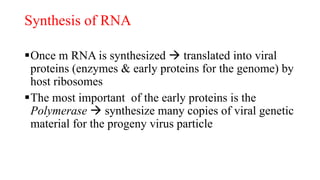 Synthesis of RNA
Once m RNA is synthesized  translated into viral
proteins (enzymes & early proteins for the genome) by
host ribosomes
The most important of the early proteins is the
Polymerase  synthesize many copies of viral genetic
material for the progeny virus particle
 