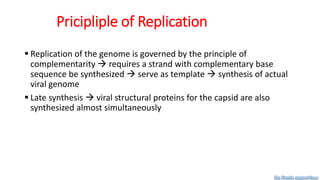 Pricipliple of Replication
 Replication of the genome is governed by the principle of
complementarity  requires a strand with complementary base
sequence be synthesized  serve as template  synthesis of actual
viral genome
 Late synthesis  viral structural proteins for the capsid are also
synthesized almost simultaneously
Dr. Farzin Asghari Sana
 