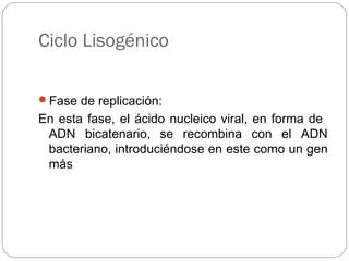 Fase de replicación:
En esta fase, el ácido nucleico viral, en forma de
ADN bicatenario, se recombina con el ADN
bacteriano, introduciéndose en este como un gen
más
Ciclo Lisogénico
 