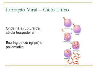 Há entrada do material genético do vírus, capsídeo é expelido. 