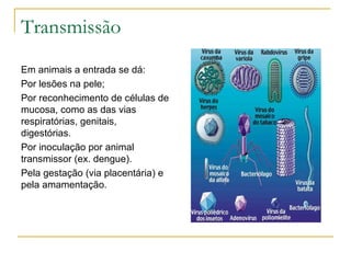 Lise da bactéria e liberação dos vírus. 