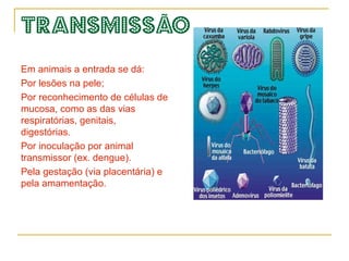 Produção das unidades virais. 
