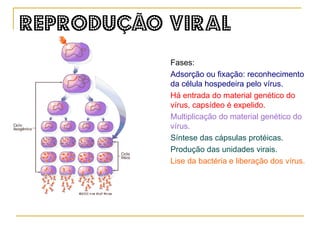 Tipos de vírus:  são classificados de acordo com o tipo de material genético que apresentam. Vírus   de   DNA Desoxivírus Ex.: Herpes, varicela e sarampo. Vírus  de  RNA Ribovírus Ex.: HIV, febre amarela, HCV (hepatite C) e poliomielite. 