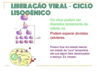 Multiplicação do material genético do vírus. 