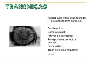 Podem ficar em estado latente, em estado de “cura” temporária até que algum fator desencadeie a doença. Ex. herpes.  