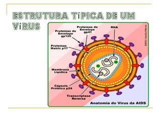 Principais características .  São  organismos acelulares; .  São parasitas   intracelulares   obrigatórios ; . Não possuem metabolismo próprio, portanto não fazem síntese protéica nem respiração celular; . Seu material genético pode ser DNA ou RNA; . Seu material genético possui apenas a informação para produzir o RNAm (mensageiro), os outros dois, RNAr (ribossômico) e RNAt (transportador) que participam da construção de proteínas virais, são da própria célula hospedeira.  
